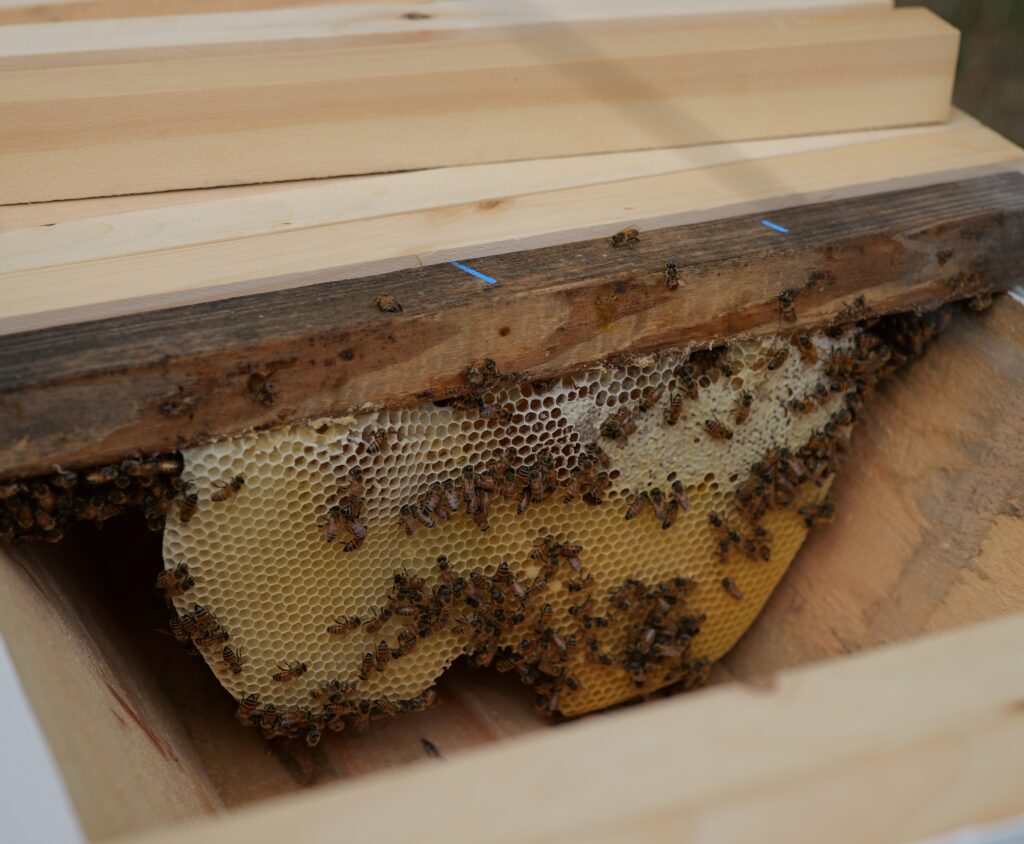 Beekeeping for texas landowners can be a great way to receive an ag exemption. 