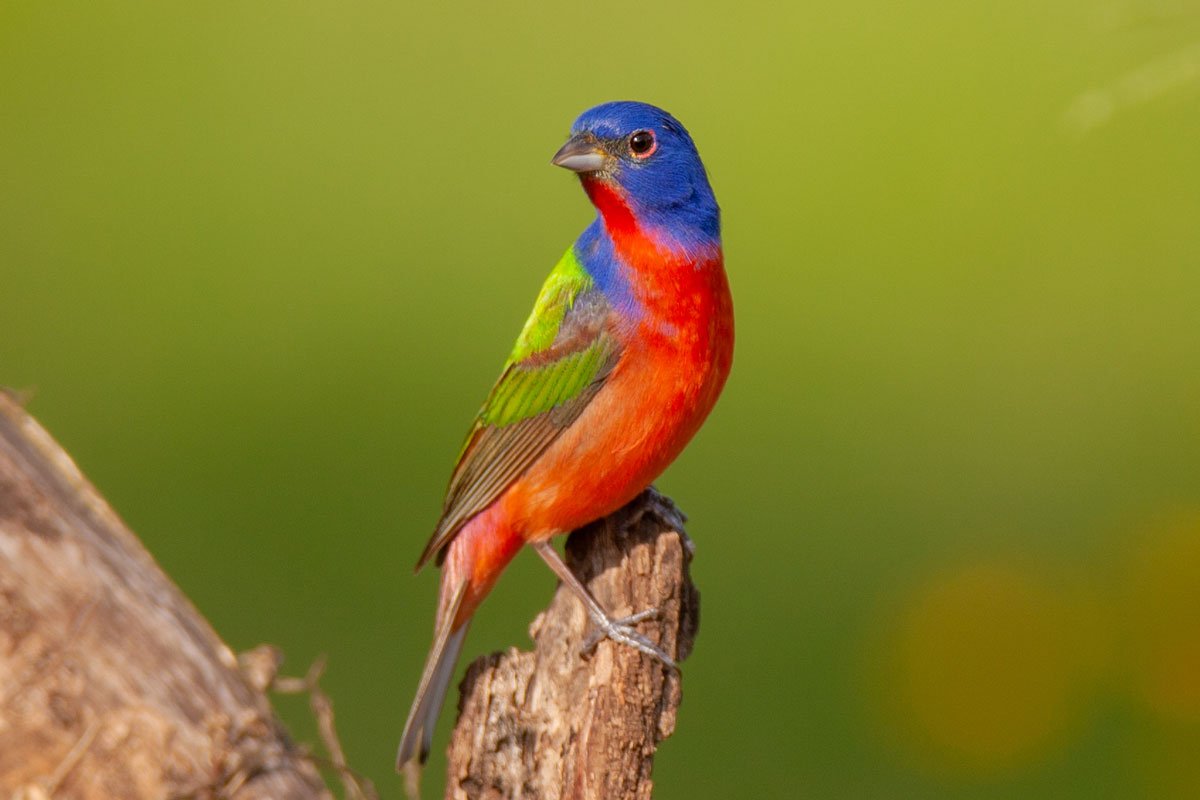 Bird Surveys for Wildlife Exemption in Texas | Wildlife Management Plans