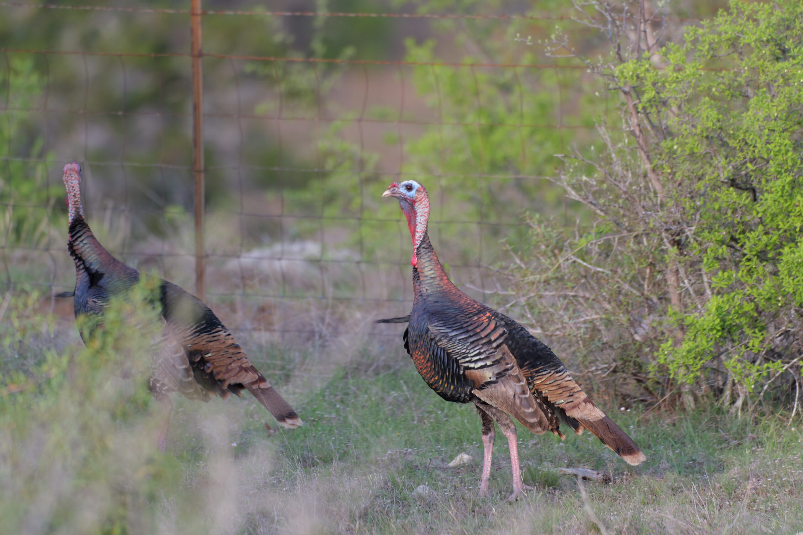 Wildlife Tax Exemption in Hays County, Texas