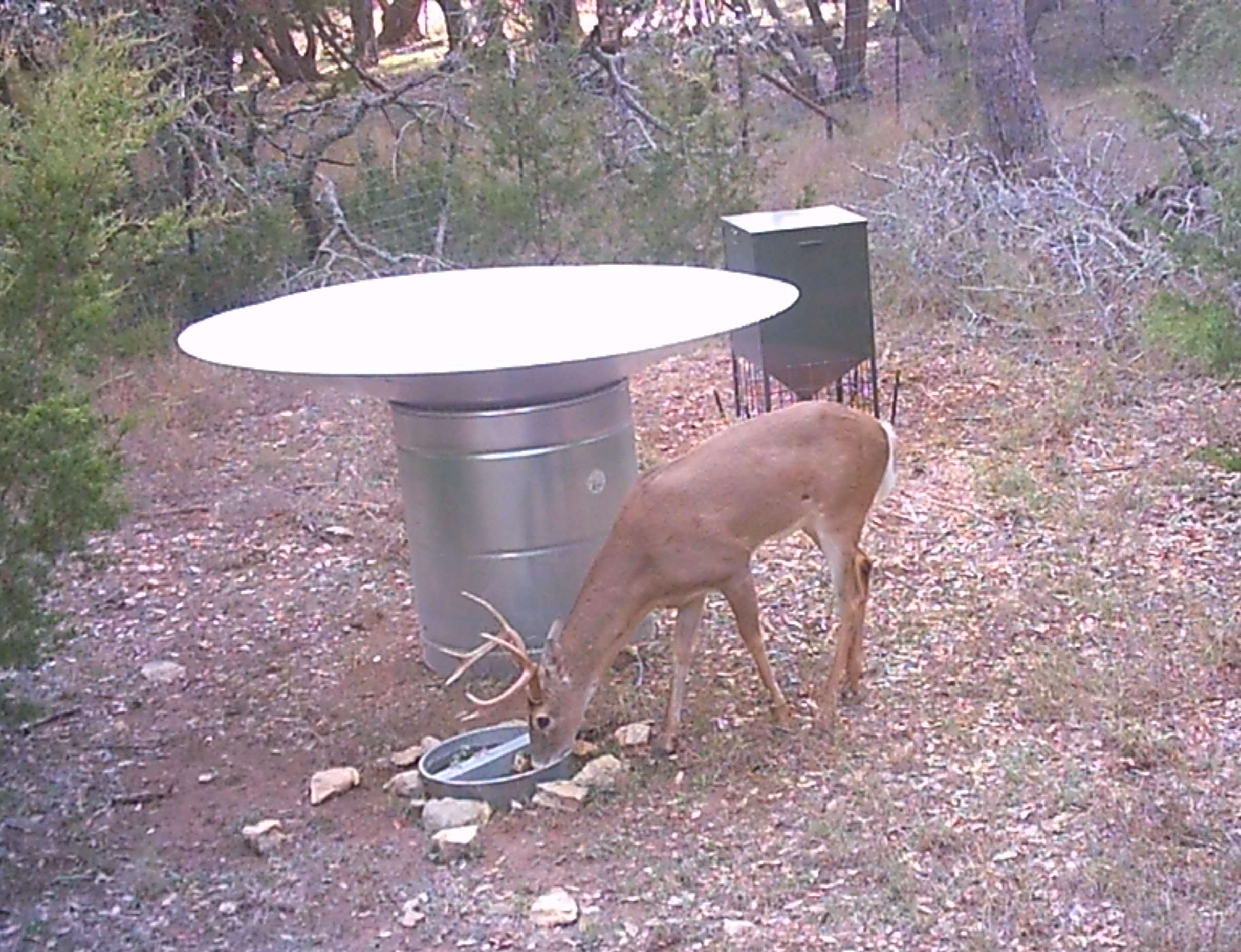 Wildlife Monitoring with Remote Game Cameras & Bioacoustics