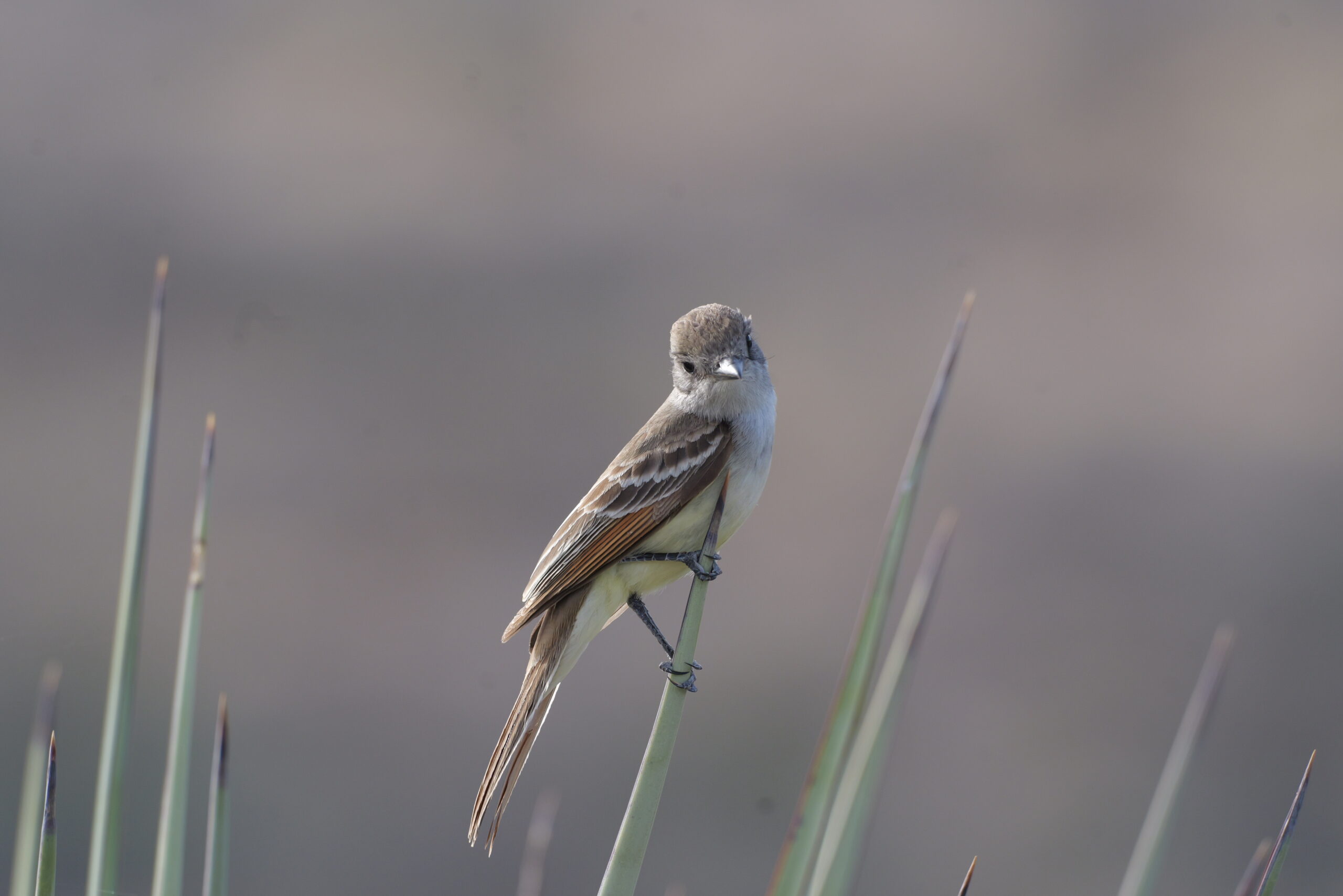 A bird perched on a plant.