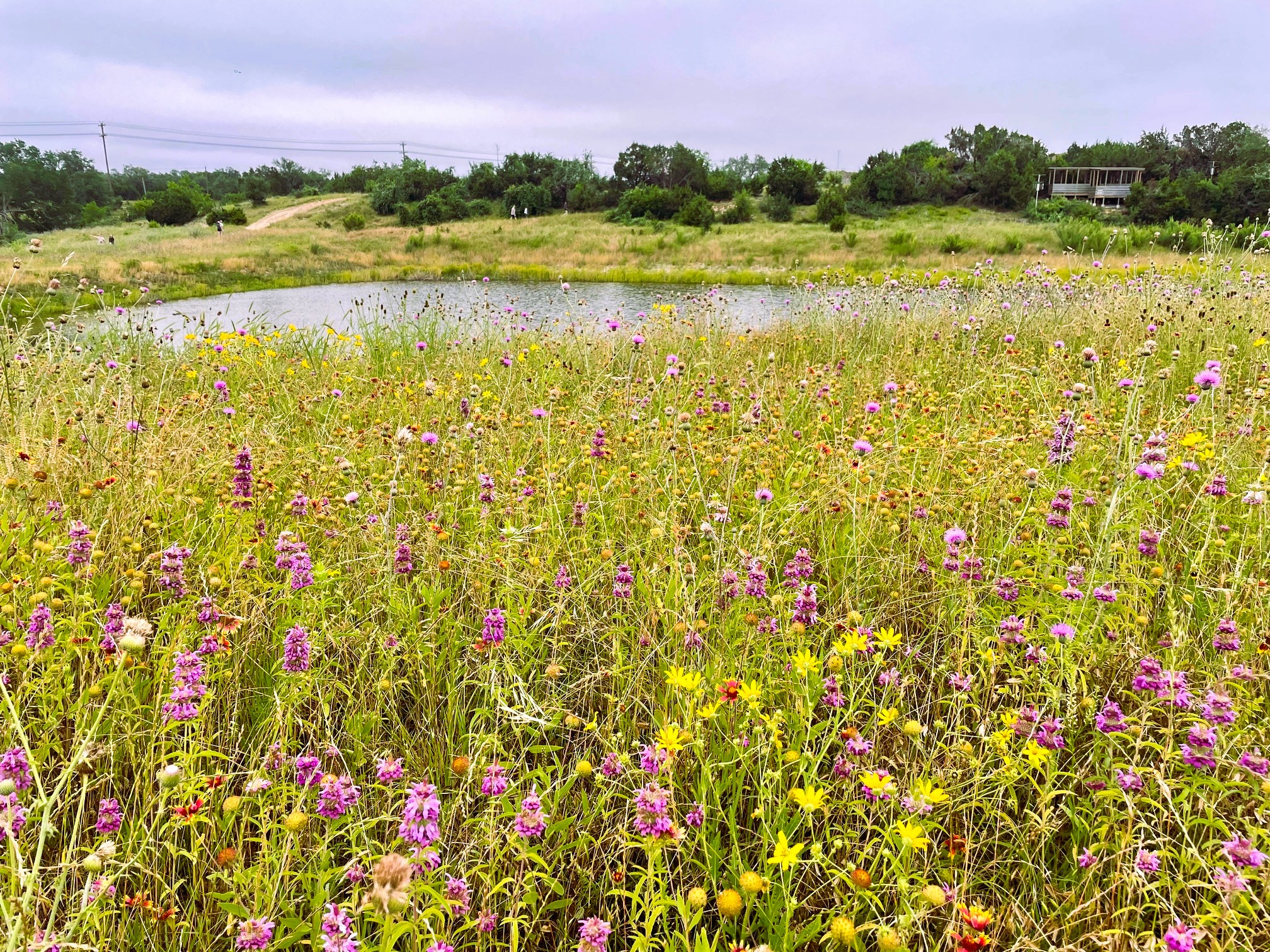 A gorgeous field of colorful wildflowers in Dripping Springs, TX.