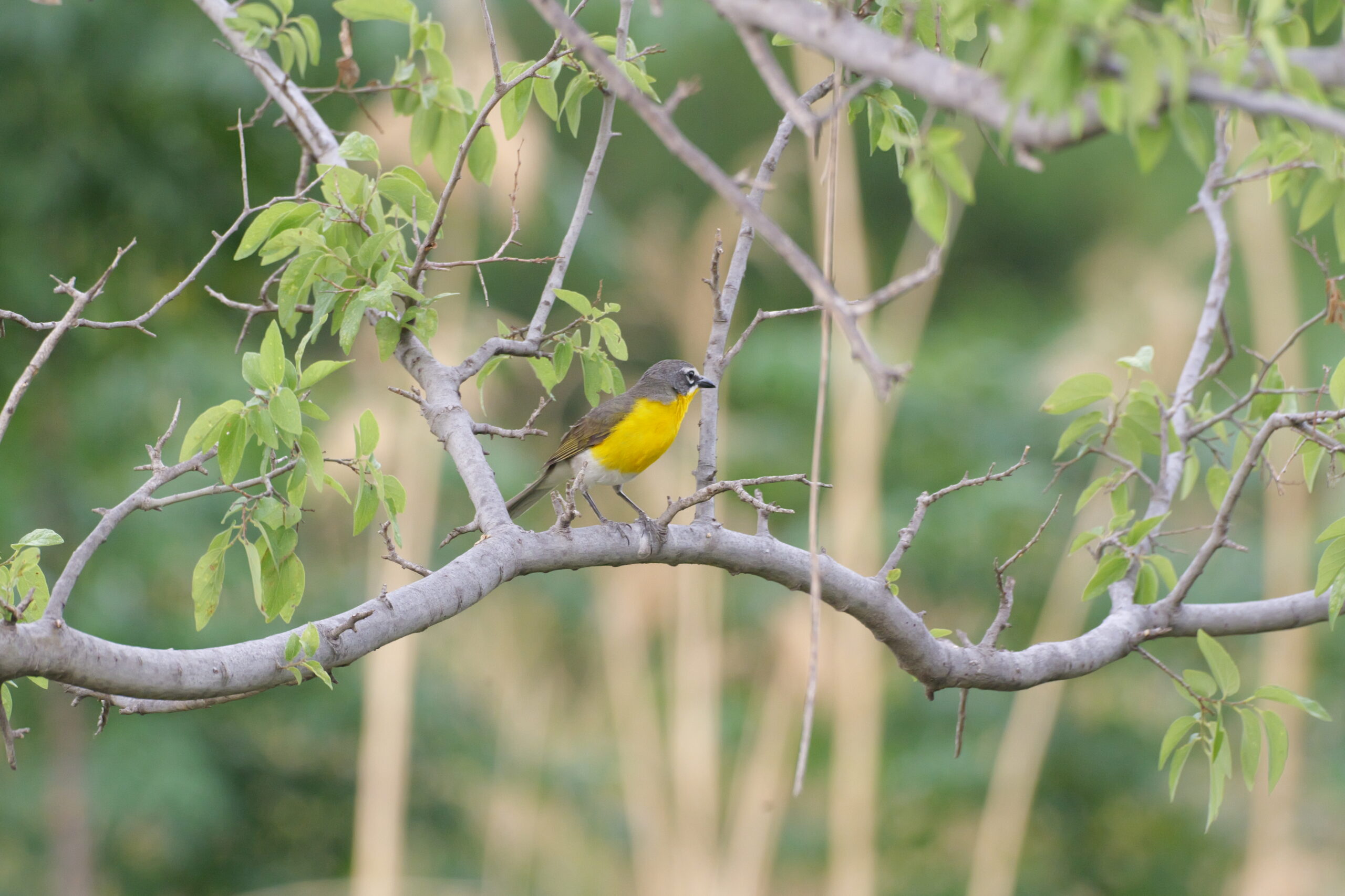 A yellow-breasted chat perches in a mesquite tree near Dripping Springs, TX.